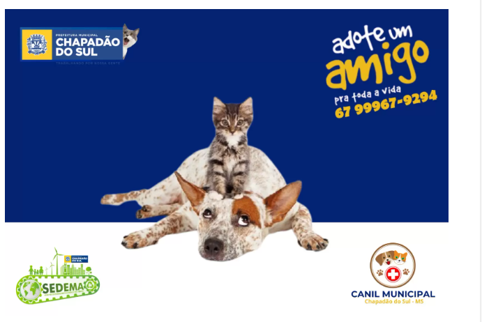 Imagem de compartilhamento para o artigo Canil Municipal de Chapadão do Sul realiza ação para adoção de animais da MS Todo dia